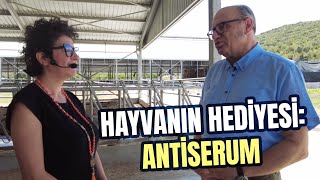 Hayvanları Hediyesi ANTİSERUM [upl. by Hilbert]