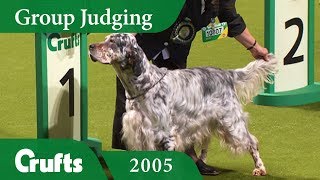 English Setter wins Gundog Group Judging at Crufts 2005 [upl. by Ogram]