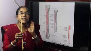 Lecture On Fibula [upl. by Asus624]