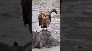 Vultures eating buffalo africawildlife wildlife wildafrica safariafrica vultures birds wild [upl. by Atinra41]