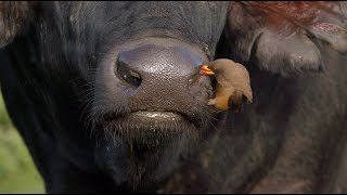 Oxpecker cleaning a buffalo’s nostrils and ears [upl. by Rawdon]