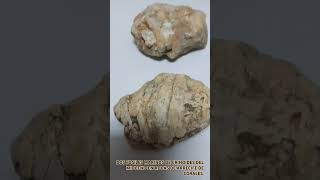 Dos fosiles de crinoides de arrecife de corales del miocenoJurasico fosil youtubeshorts [upl. by Hniht]