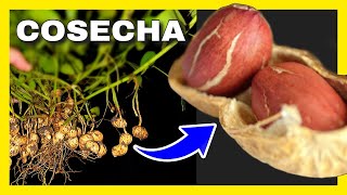 ✅ Cuándo Cosechar MANI 🥜 Cultivo de MANÍ  CACAHUATE [upl. by Bunker548]