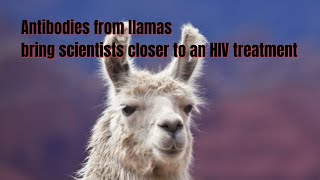 Antibodies from llamas bring scientists closer to an HIV treatment [upl. by Cadmann]