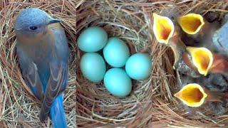 A Fascinating Look at Baby Bluebirds TimeLapse Video with Live Nest Box Cam [upl. by Darcia]