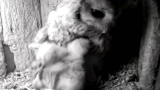 09 Woodmouse Closeup feeding Owlet eats 17th April [upl. by Rojam]