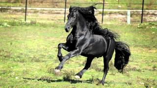 WORLD FAMOUS FRIESIAN STALLION [upl. by Capon559]