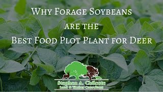 Why Eagle Forage Soybeans are The Best Food Plot Plant for Deer [upl. by Adnowal]