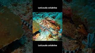 Laticauda colubrina shortvideo animals ularularlaut [upl. by Lindsay]