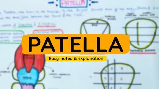 Patella  General Anatomy  Easy notes and explanation in Hindi [upl. by Tiram799]