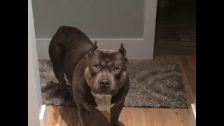 Amazing Funny Talking Dog Bully Pit Bull Compilation [upl. by Ahsal383]