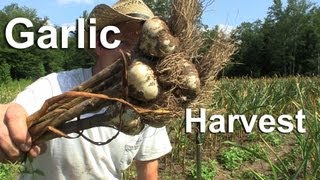 Harvest Garlic  How to Grow Garlic Videos  GardenFork [upl. by Ilrak]