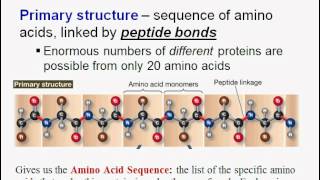 Macromolecules Part Two Proteins [upl. by Asyal]