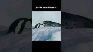 Leopard Seal Confronts Penguin [upl. by Casie]