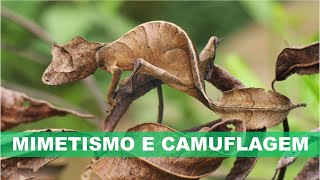 MIMETISMO e CAMUFLAGEM [upl. by Munro]