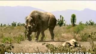 Brontotherium dominate on Andrewsarchus [upl. by Ambler]