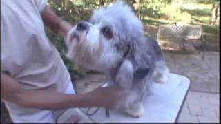 ABC CANINO  DANDIE DINMONT TERRIER  101 DOGS ESPAÑOL [upl. by Suoivatco212]