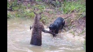 Kangaroo vs Dog real Fight  Wild Animals Attack [upl. by Alleon]