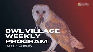 Incredible Places in Bali 2023  Secret Owl Village in Bali [upl. by Jordain852]