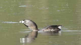 Piedbilled Grebe Bird Call [upl. by Lamahj]