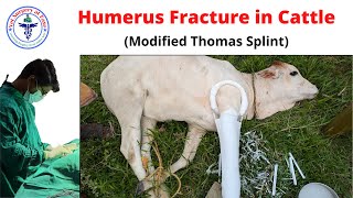 Humerus Fracture Cattle  LA Surgery 18 [upl. by Mignon]