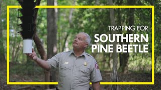 Invasive Insect Trapping Southern Pine Beetle [upl. by Donnell198]