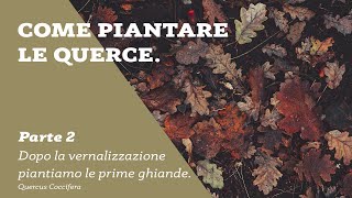 COME PIANTARE LE QUERCE  DOPO LA VERNALIZZAZIONE PIANTIAMO LE PRIME GHIANDE  Ep14  RimboscaMENTI [upl. by Notkcorb]