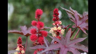 Botanical description of Ricinus communis  Botany Tamil [upl. by Anirrehs587]