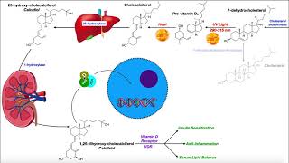 Vitamin D  Biosynthesis amp the Vitamin D Receptor [upl. by Sinaj]