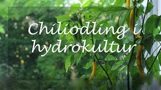 Chiliodling i hydrokultur [upl. by Adna]