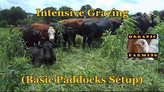 Intensive Grazing Basic Paddocks Setup [upl. by Siver]