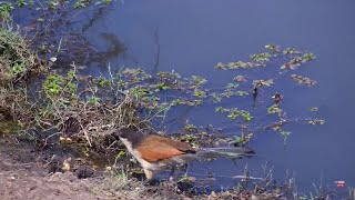 Burchells Coucal hunting for insects Naledi Dam Aug 26 2024 1030 AM SAST africamcom [upl. by Cummins]