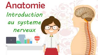 Anatomie  introduction au système nerveux [upl. by Ahsiliw]