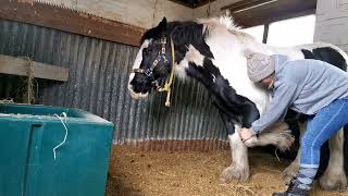 left foreleg protraction and retraction stretch [upl. by Darla437]