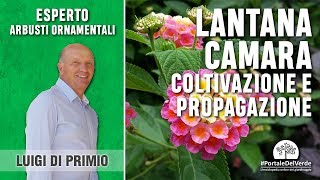 Come moltiplicare e coltivare la lantana camara [upl. by Kumler]