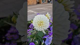 Beautiful flower Dahlia dahlias flower Sweden [upl. by Ozkum]