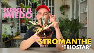 🌱 Cuidando Plantas Stromanthe triostar 🌱 Todas las claves para que no pare de crecer 💡 [upl. by Gabrielle]