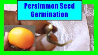 How To Grow Persimmon from Seeds Fuyu Persimmon Seed Germination and Growing [upl. by Nirehs]