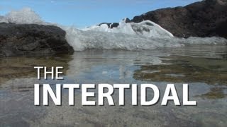 The Intertidal  UnderH2O  PBS Digital Studios [upl. by Micheal]