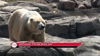 National Polar Bear Day on February 27 [upl. by Genevieve]