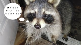 Raccoon Episode 206 [upl. by Enaid474]