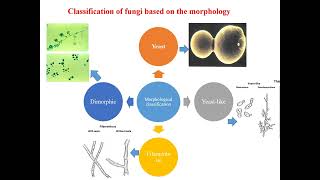 Classification of fungi I Morphological classification of fungi I Fungi Molds I Dimorphism [upl. by Duyne]