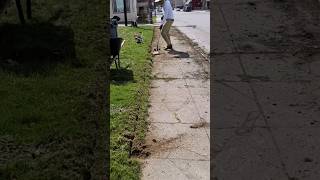 Lawn Edge Cutting 🌿 satisfying lawncare cleaning [upl. by Dorsey4]