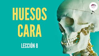 LECCIÓN 8 HUESOS DE LA CARA [upl. by Los756]