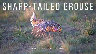 Sharptailed Grouse  Sounds  Mating Dance  Fighting [upl. by Eelrahs]