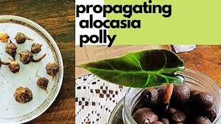 Propagating Alocasia Polly from harvested corms bulbs [upl. by Llenrad398]