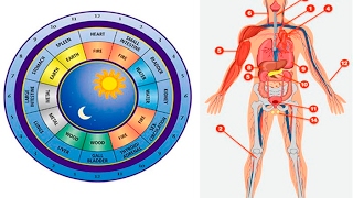 Find Out Which Organ In Your Body Does Not Work Well With The Chinese Clock [upl. by Yentruoc]