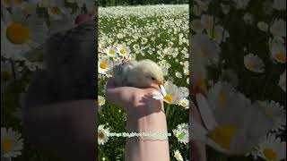 happiness love enjoy life be kindtoanimals motivation thoughts viralvideo viralshorts [upl. by Nroht]