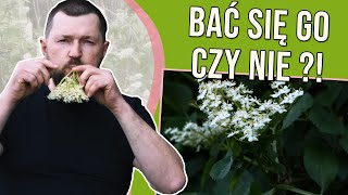 CZARNY BEZ  minimum 5 rzeczy których o nim nie wiedziałaś [upl. by Esom]