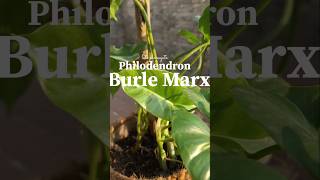 Philodendron burle marx propagation gardenphilodendronburlemarx [upl. by Nij745]